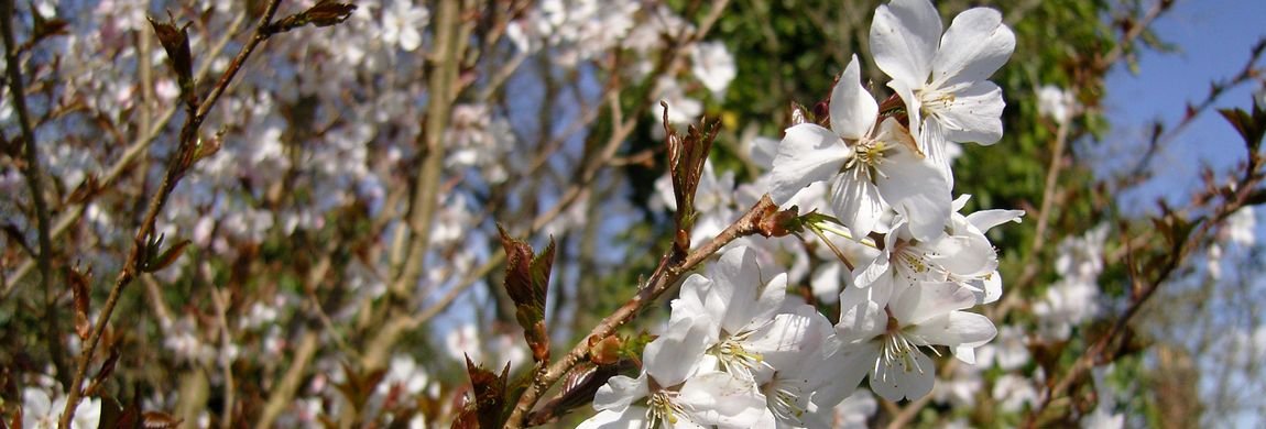 Ornamental Cherry Blossom in Spring