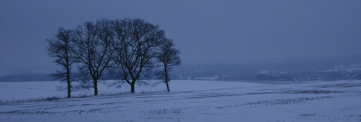 Isolated Trees on Dean Hill in Winter