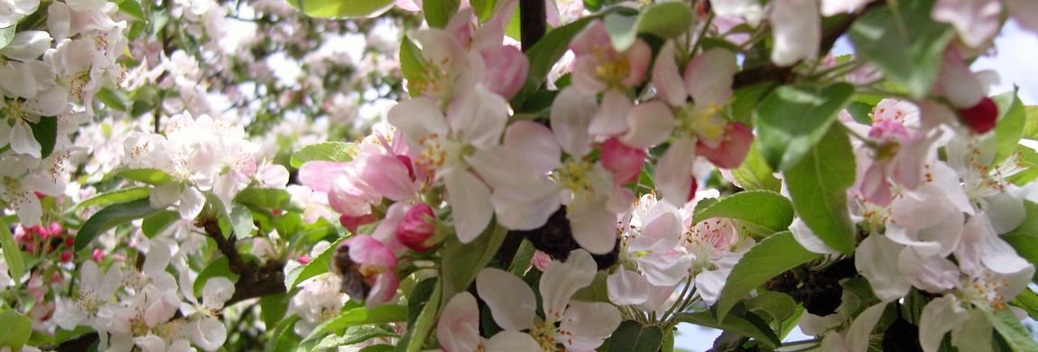 Blossom of Malus selvaticus in Spring