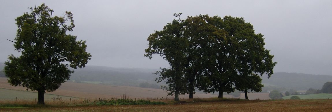 Isolated Trees on Dean Hill in Summer